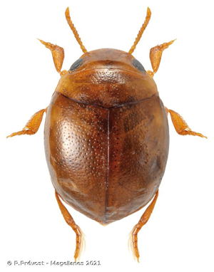  © P.Prévost - Magellanes 2021