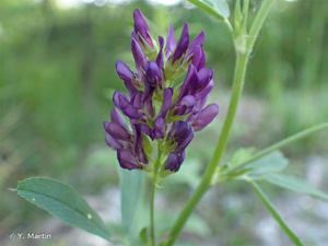 <i>Medicago sativa </i>L., 1753 subsp.<i> sativa</i> © Y. Martin