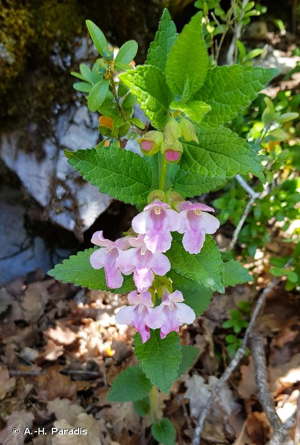 <i>Melittis melissophyllum</i> L., 1753 © A.-H. Paradis
