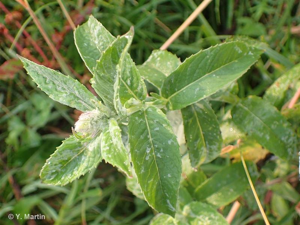 <i>Mentha longifolia</i> (L.) Huds., 1762 © 