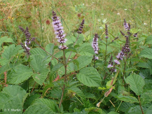 <i>Mentha spicata</i> L., 1753 © 