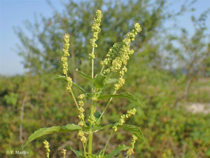 <i>Mercurialis annua</i> L., 1753 © 
