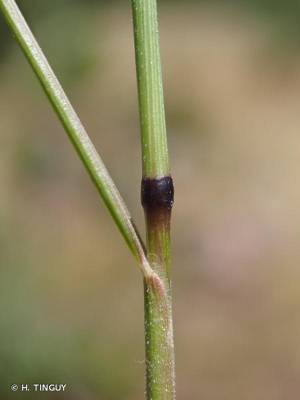 <i>Micropyrum tenellum</i> (L.) Link, 1844 © H. TINGUY