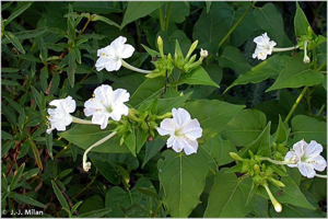 <i>Mirabilis jalapa</i> L., 1753 © 