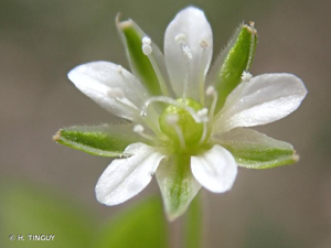 <i>Moehringia trinervia</i> (L.) Clairv., 1811 © H. TINGUY