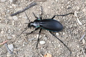 <i>Carabus violaceus purpurascens</i> Fabricius, 1787 © J. Touroult
