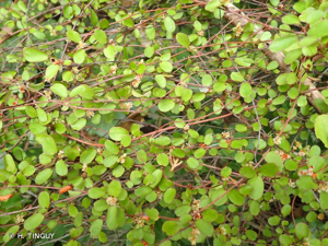 <i>Muehlenbeckia complexa</i> (A.Cunn.) Meisn., 1841 © H. TINGUY