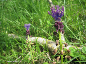 <i>Muscari comosum</i> (L.) Mill., 1768 © C. Lenormand
