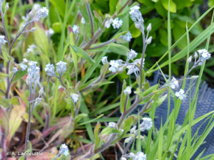 <i>Myosotis arvensis</i> (L.) Hill, 1764 © A. Lacoeuilhe