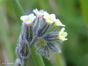 <i>Myosotis discolor</i> Pers., 1797 © 