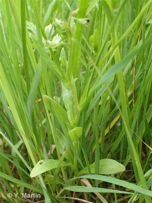 <i>Myosotis laxa </i>subsp.<i> cespitosa</i> (Schultz) Hyl. ex Nordh., 1940 © 
