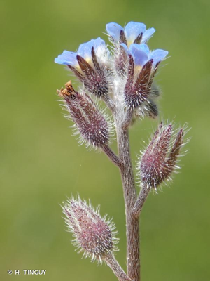 <i>Myosotis ramosissima</i> Rochel, 1814 © H. TINGUY
