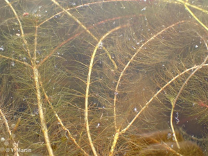 <i>Myriophyllum alterniflorum</i> DC., 1815 © 