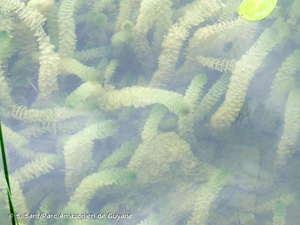 <i>Myriophyllum spicatum</i> L., 1753 © S. Sant/Parc Amazonien de Guyane