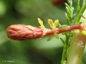 <i>Myriophyllum verticillatum</i> L., 1753 © H. TINGUY