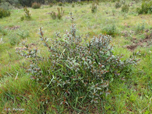 <i>Myrtus communis</i> L., 1753 © R. Poncet