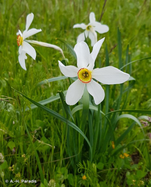 <i>Narcissus poeticus</i> L., 1753 © A.-H. Paradis