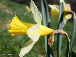 <i>Narcissus pseudonarcissus</i> L., 1753 © H. TINGUY