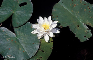 <i>Nymphaea alba</i> L., 1753 © S. Filoche