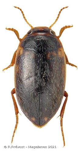  © P.Prévost - Magellanes 2021