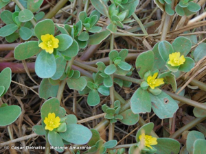 <i>Portulaca oleracea</i> L., 1753 © César Delnatte - Biotope Amazonie