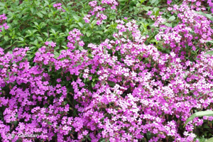 <i>Saponaria ocymoides</i> L., 1753 © P. Gourdain