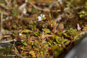 <i>Saxifraga tridactylites</i> L., 1753 © P. Gourdain