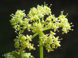 <i>Smyrnium olusatrum</i> L., 1753 © H. TINGUY