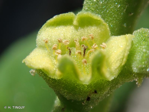 <i>Tetragonia tetragonoides</i> (Pall.) Kuntze, 1891 © H. TINGUY