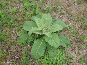 <i>Verbascum densiflorum</i> Bertol., 1810 © 