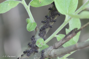 <i>Lasius fuliginosus</i> (Latreille, 1798) © C. Parissot