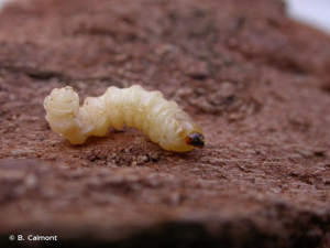 <i>Saperda punctata</i> (Linnaeus, 1767) © B. Calmont