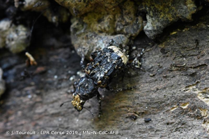 <i>Platyrhinus resinosus</i> (Scopoli, 1763) © J. Touroult - LPR Corse 2019 - MNHN-CdC-AFB