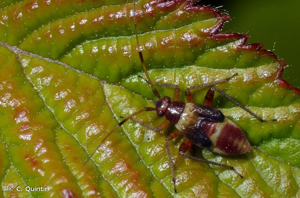 <i>Closterotomus fulvomaculatus</i> (De Geer, 1773) © C. Quintin