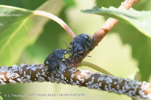 <i>Holcogaster fibulata</i> (Germar, 1831) © J. Touroult - LPR Corse 2019 - MNHN-CdC-AFB