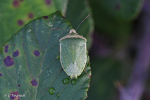 <i>Nezara viridula</i> (Linnaeus, 1758) © J. Touroult