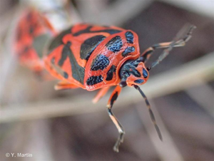 <i>Eurydema ornata</i> (Linnaeus, 1758) © 