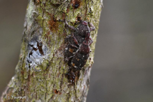 <i>Pissodes castaneus</i> (De Geer, 1775) © J. Touroult
