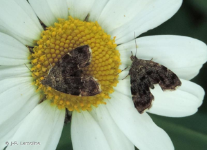 <i>Anthophila fabriciana</i> (Linnaeus, 1767) © J-P. Lamoline