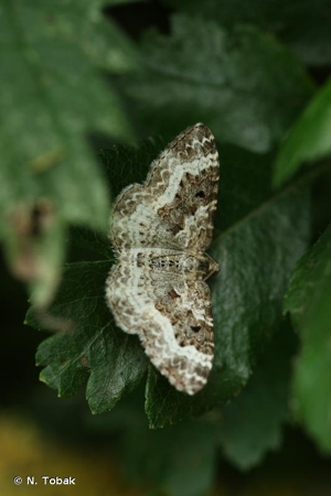 <i>Epirrhoe alternata</i> (O.F. Müller, 1764) © N. Tobak