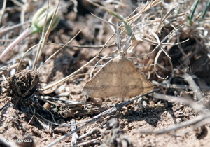 <i>Aspitates ochrearia</i> (Rossi, 1794) © S. Wroza