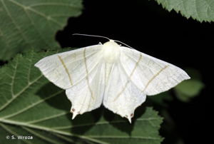 <i>Ourapteryx sambucaria</i> (Linnaeus, 1758) © S. Wroza