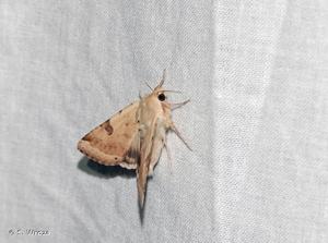 <i>Heliothis peltigera</i> (Denis & Schiffermüller, 1775) © S. Wroza