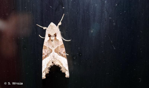 <i>Phlogophora meticulosa</i> (Linnaeus, 1758) © S. Wroza