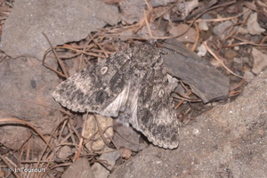 <i>Acronicta megacephala</i> (Denis & Schiffermüller, 1775) © J. Touroult