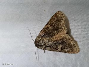 <i>Acronicta auricoma</i> (Denis & Schiffermüller, 1775) © S. Wroza