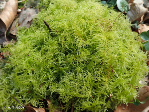 <i>Kindbergia praelonga</i> (Hedw.) Ochyra, 1982 © H. TINGUY