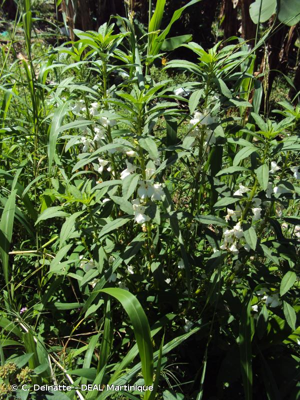 <i>Impatiens balsamina</i> L., 1753 © C. Delnatte - DEAL Martinique