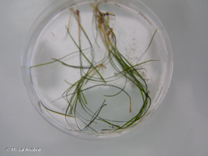 <i>Nanozostera noltei</i> (Hornem.) Toml. & Posl., 2001 © M. La Rivière