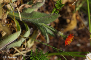 <i>Pilosella aurantiaca </i>(L.) F.W.Schultz & Sch.Bip., 1862 subsp.<i> aurantiaca</i> © P. Gourdain